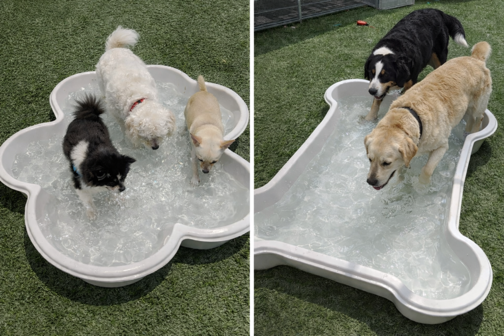 Small and large dogs using separate supervised pools